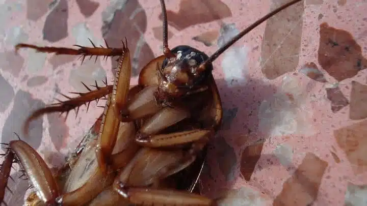 Insetti Infestanti della Casa