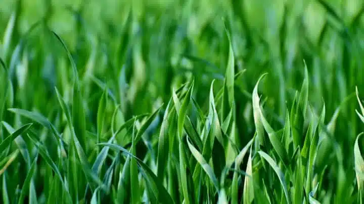 Prato Pronto: perché scegliere questa soluzione?