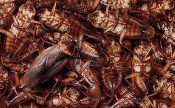 Come Trovare un Nido di Scarafaggi?