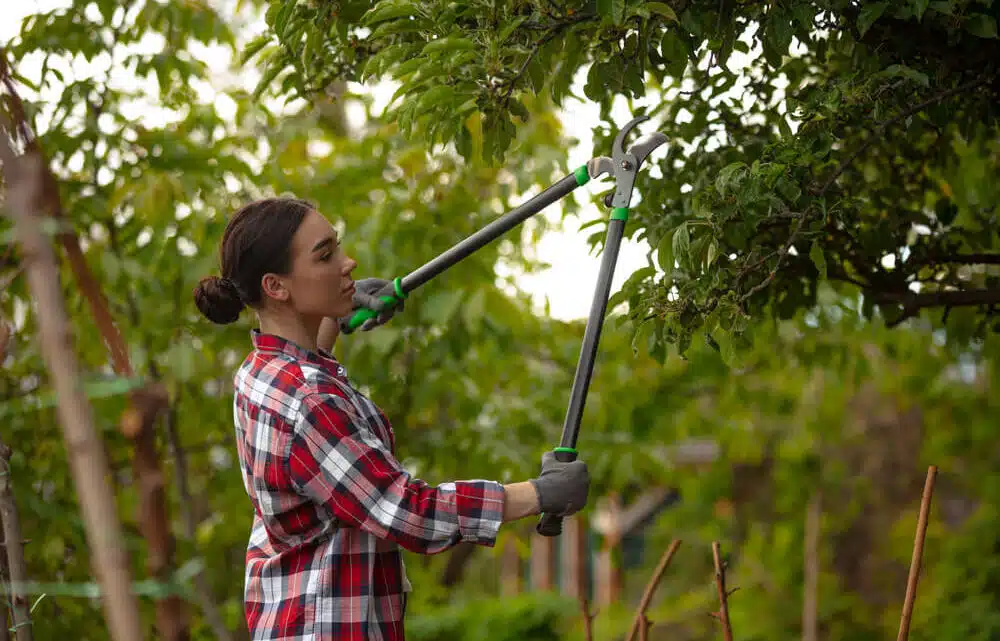 Manutenzione alberi e sicurezza domestica
