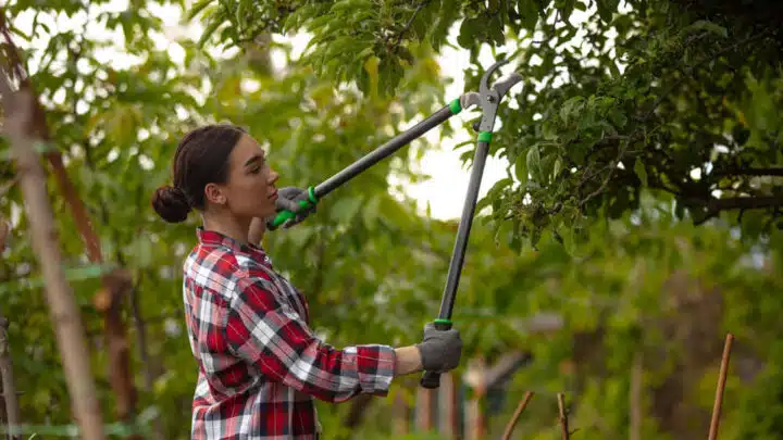 Manutenzione alberi e sicurezza domestica
