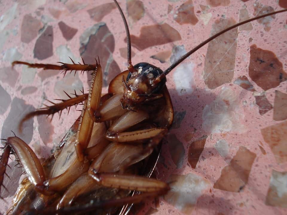 Insetti Infestanti della Casa
