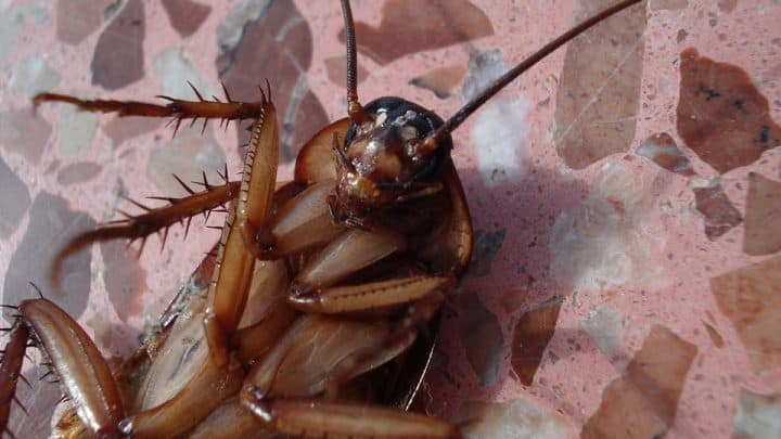 Insetti Infestanti della Casa