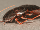 blatta orientalis