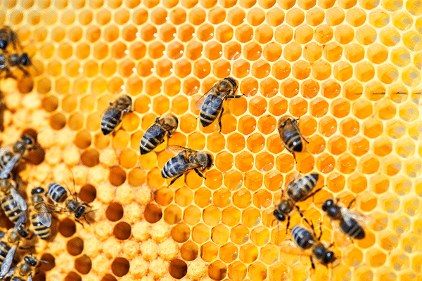 Alveare delle api: un mondo straordinario all’interno di una comunità organizzata