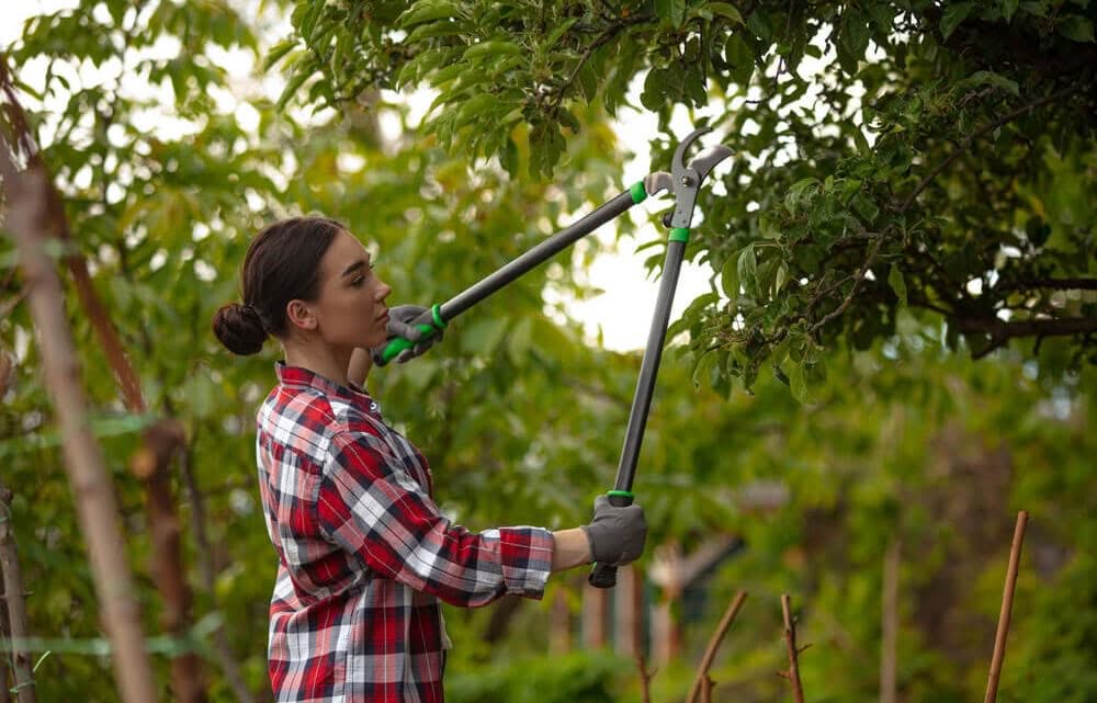 Manutenzione alberi e sicurezza domestica