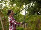 Manutenzione alberi e sicurezza domestica