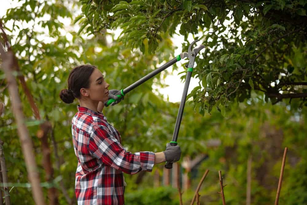 Manutenzione alberi e sicurezza domestica